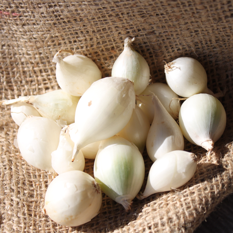 White Ebenezer Onion Sets - Conventional