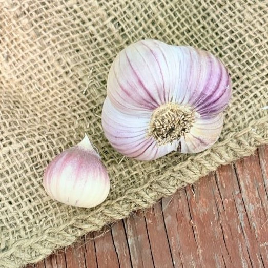 Naturally Grown Russian Red Bulk (Marbled Purple Stripe)