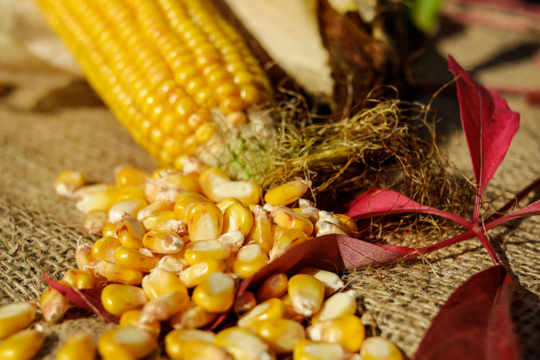 Homestead Hero Yellow Corn