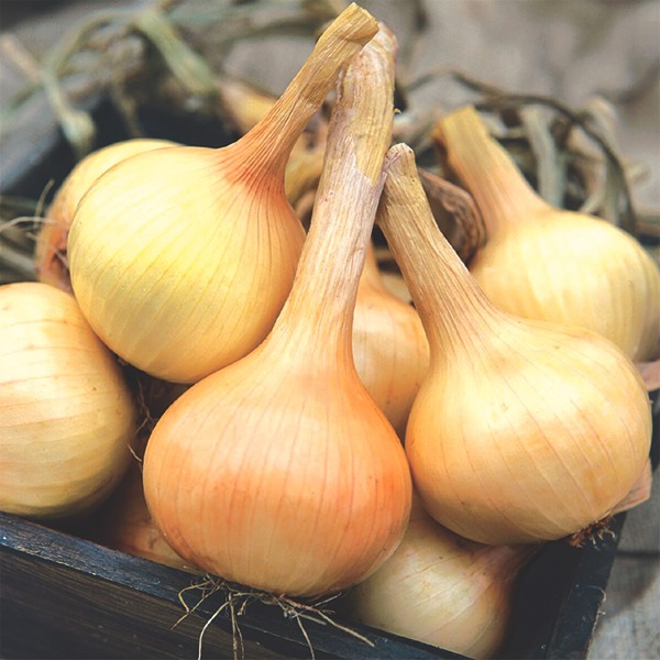 Organic Walla Walla Onion Transplant