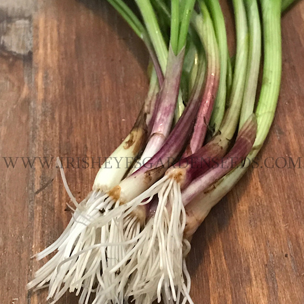 Organic Ruby Red Onion Transplant