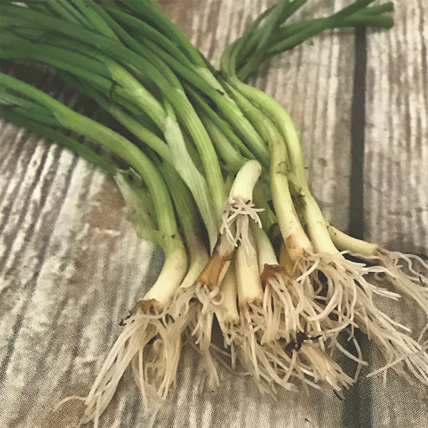 Organic Patterson Onion Transplant
