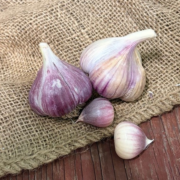 Naturally Grown Metechi Bulk (Marbled Purple Stripe)