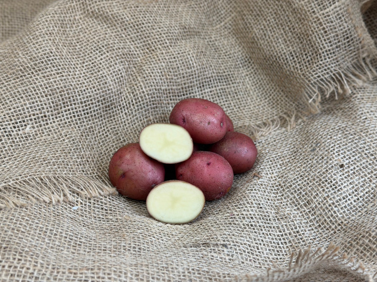Organic Red Lasoda Potato