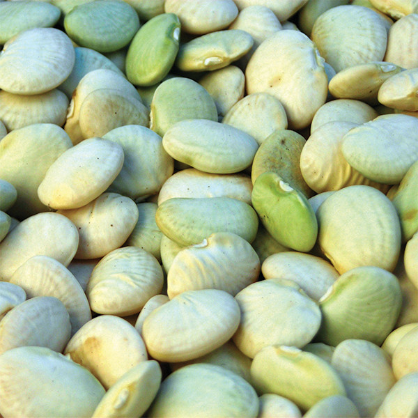 Thorogreen Lima Bean