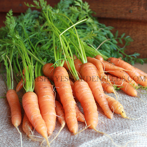 Chantenay Carrot