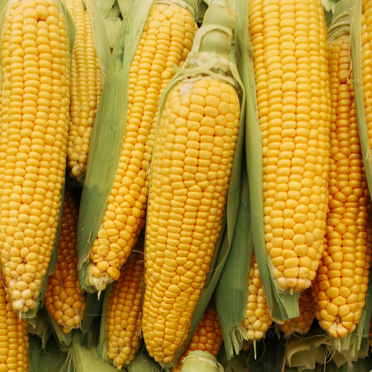 Golden Beauty Corn