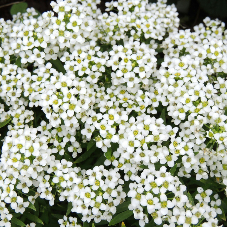 Alyssum: Carpet Of Snow