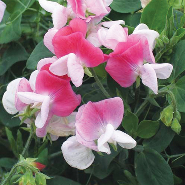 Sweet Pea: Cupid Pink