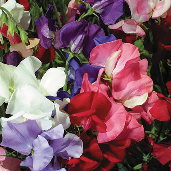 Sweet Pea: Bijou