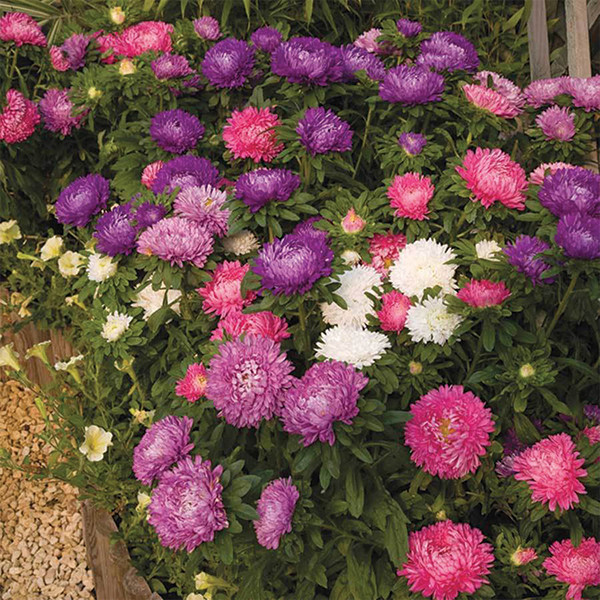 Aster: Pastels Mix