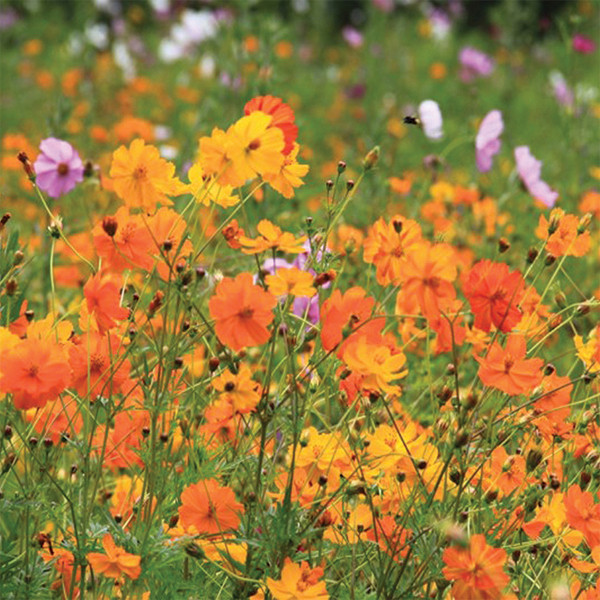 Cosmos: Bright Lights