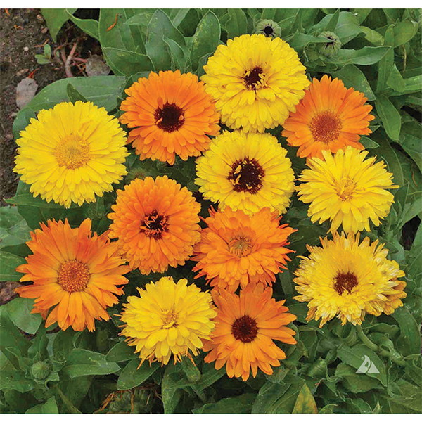 Calendula: Pacific Beauty