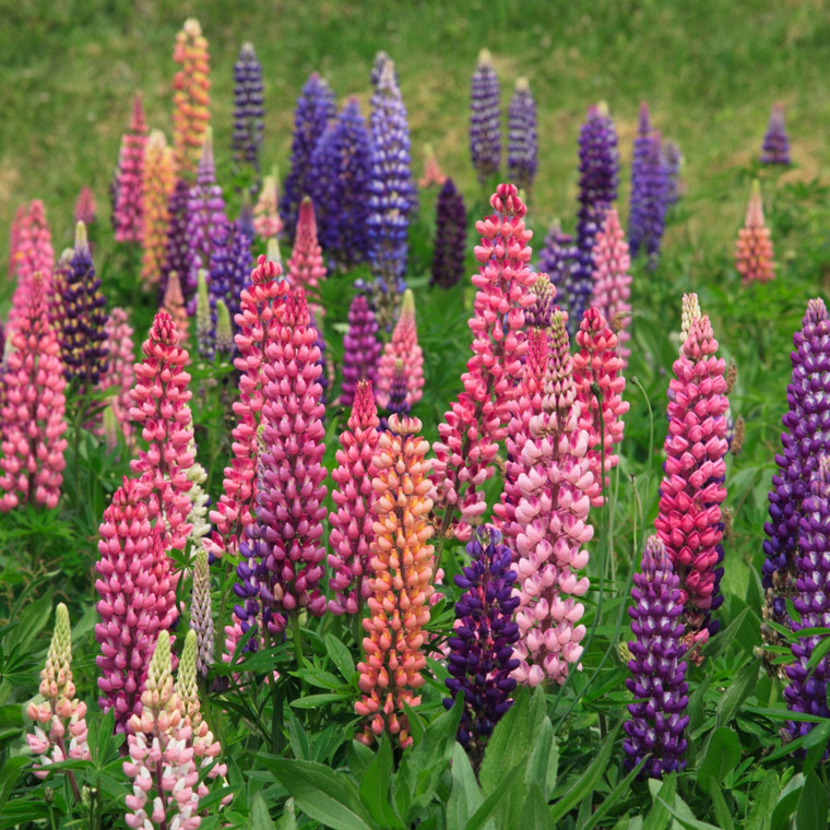 Lupine: Russell'S Mix