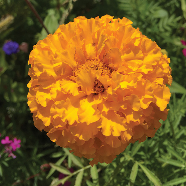 Marigold: Crackerjack Tall