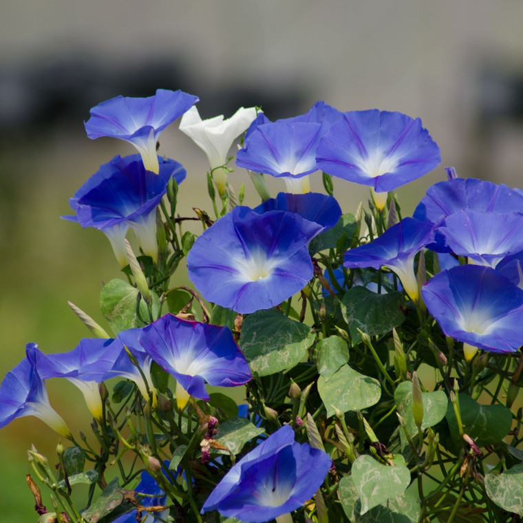 Morning Glory: Heavenly Blue