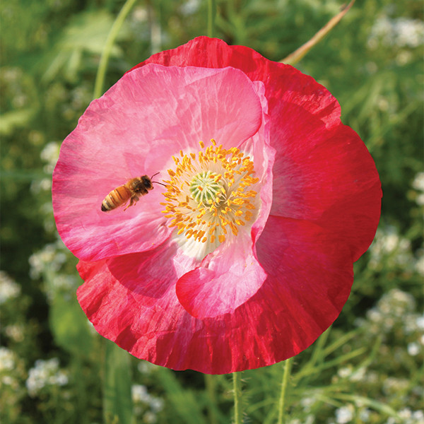 Poppy: Shirley Double