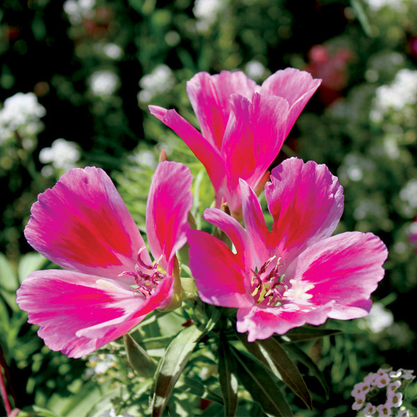 Godetia: Pink White Mix