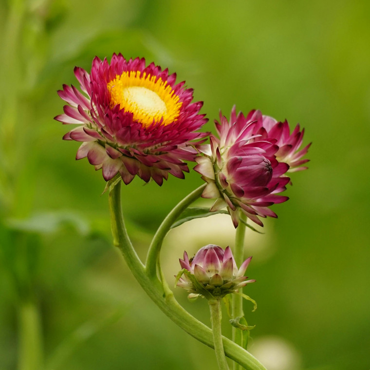 Strawflower: Mixed Colors