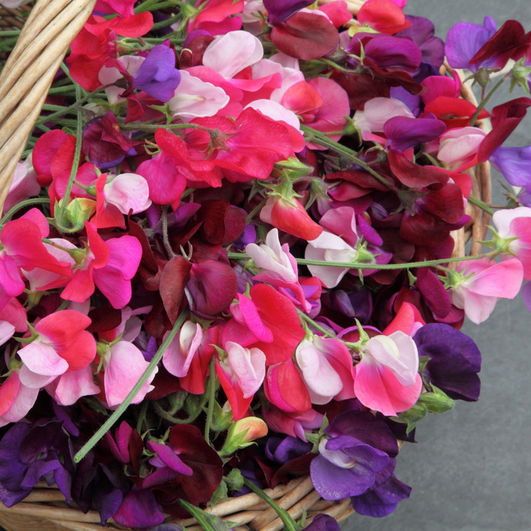 Sweet Pea: Knee High