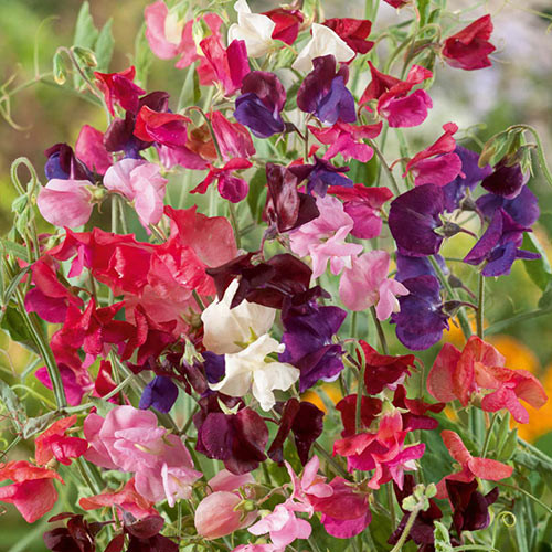 Sweet Pea: Heirloom Mix