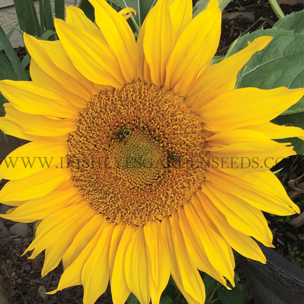 Sunflower: Mammoth