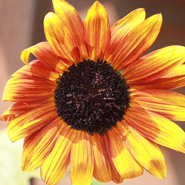 Sunflower: Autumn Beauty