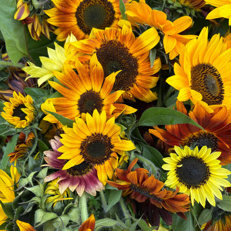 Sunflower: Ornamental Mix