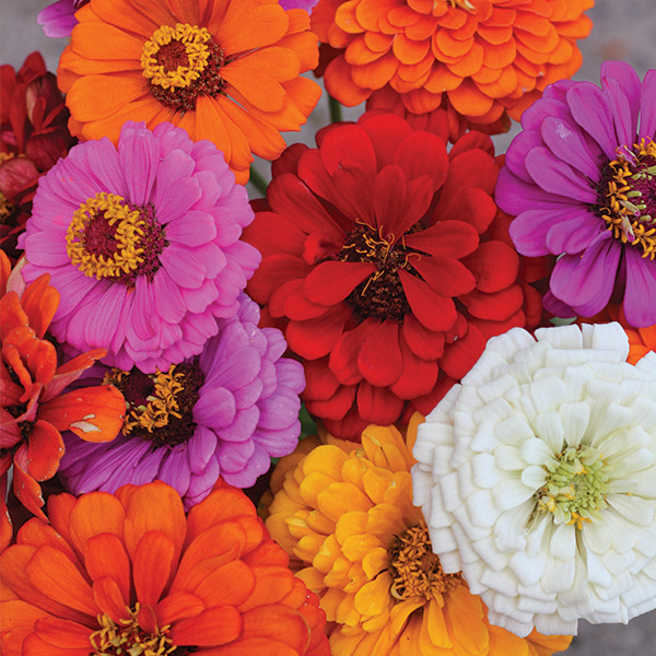 Zinnia: California Giant