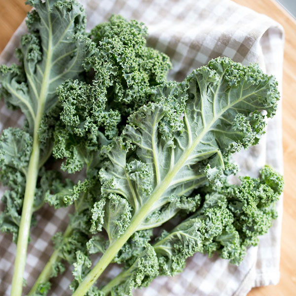 Blue Scotch Curled Kale