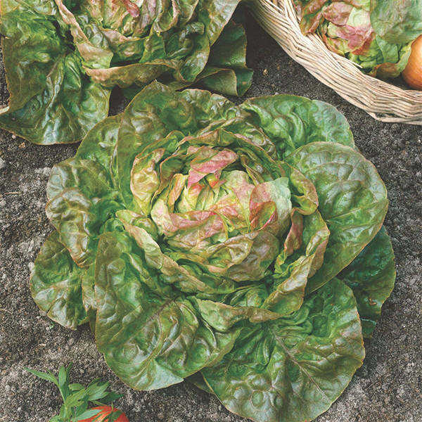 Blushed Butter Oak Lettuce