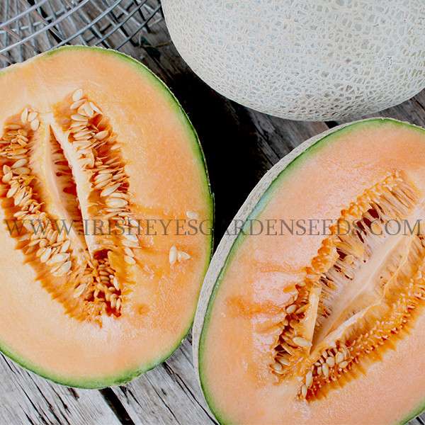 Minnesota Midget Melon