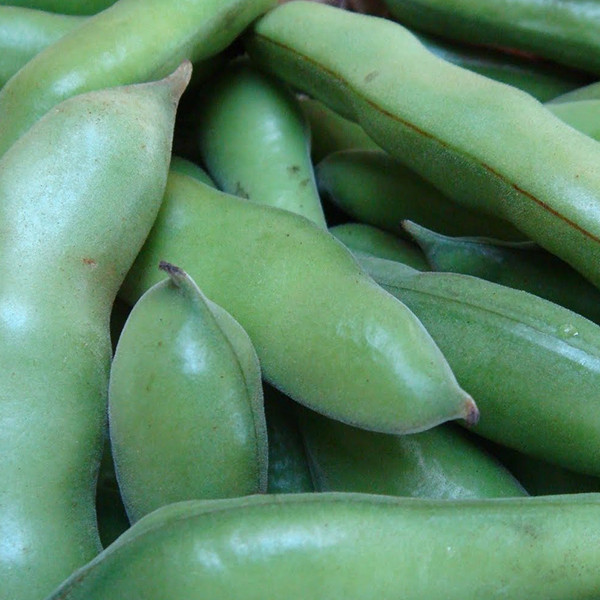 Organic Windsor Fava Bean