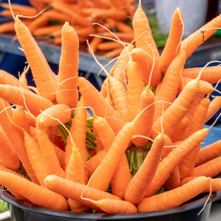 Organic Bambino Carrot
