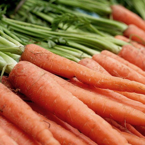Organic Scarlet Nantes Carrot