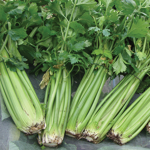 Organic Tall Utah Celery