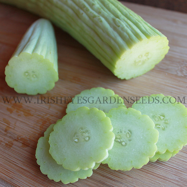 Organic Armenian Cucumber