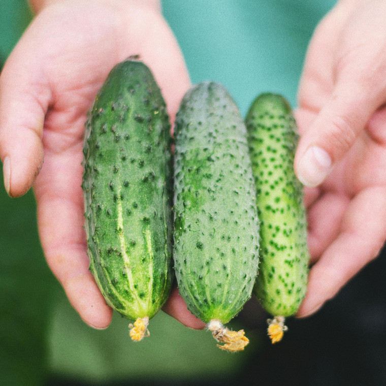 Organic Boston Pickling Cucumber