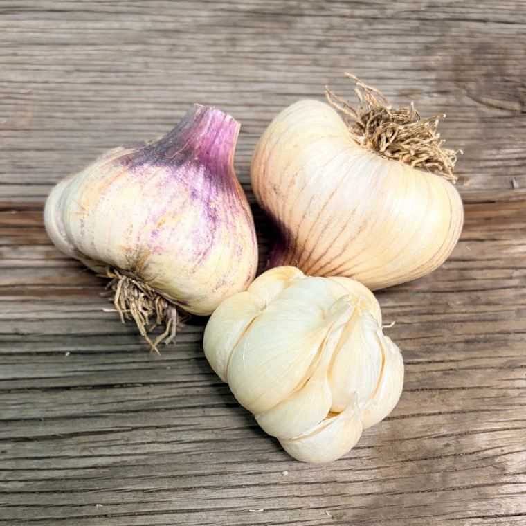 Organic Early Italian Purple (Artichoke)