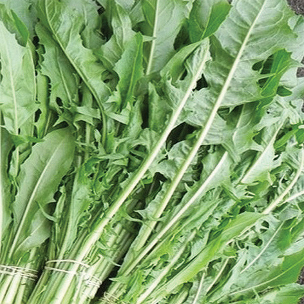 Organic Chicory