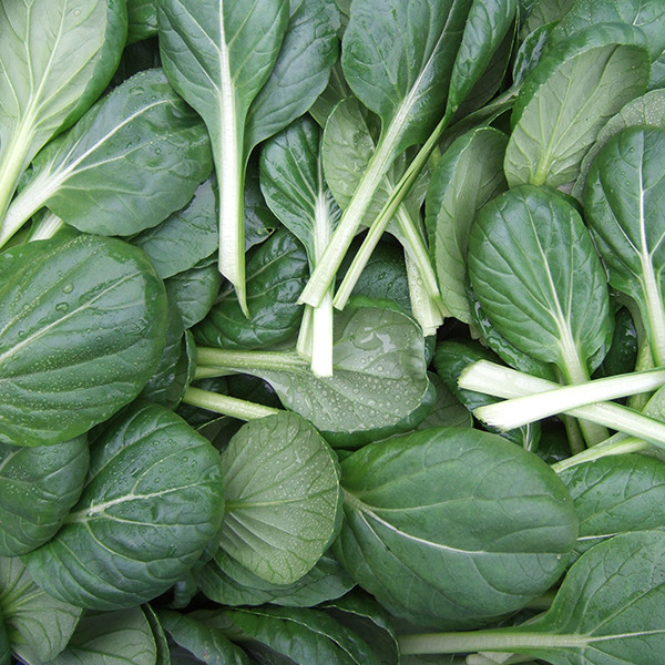 Organic Tatsoi Mustard