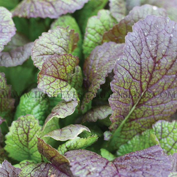 Organic Red Giant Mustard