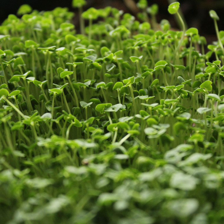 Organic Microgreens Mix