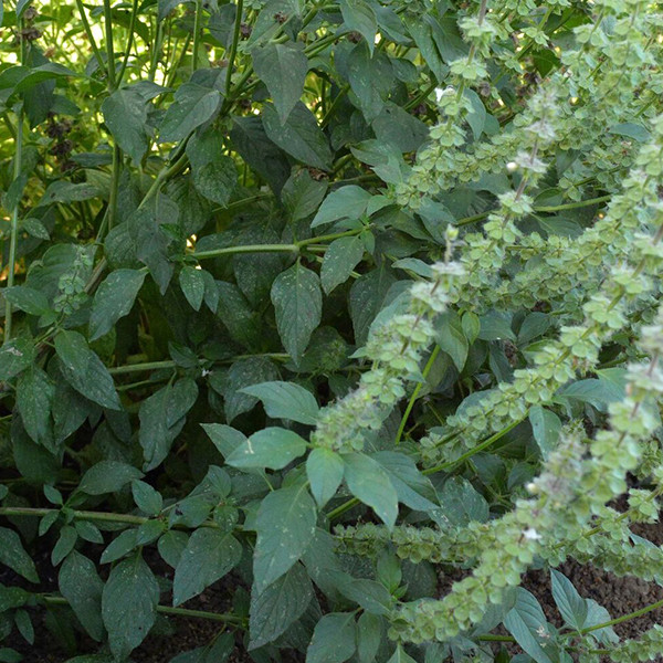 Organic Lemon Basil