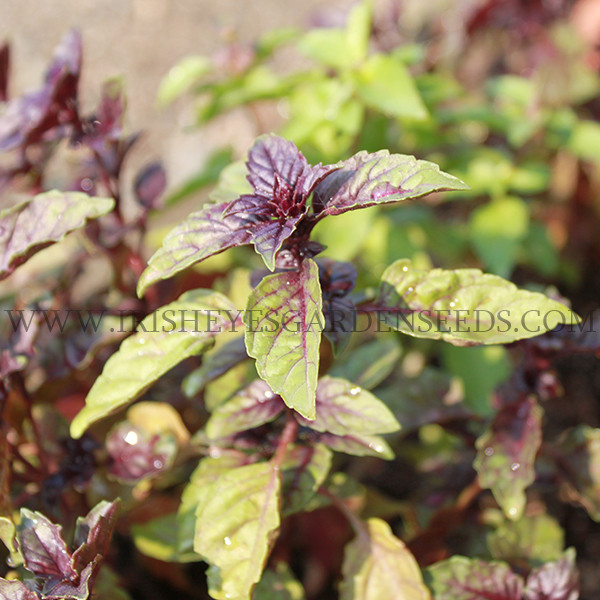Organic Dark Opal Basil