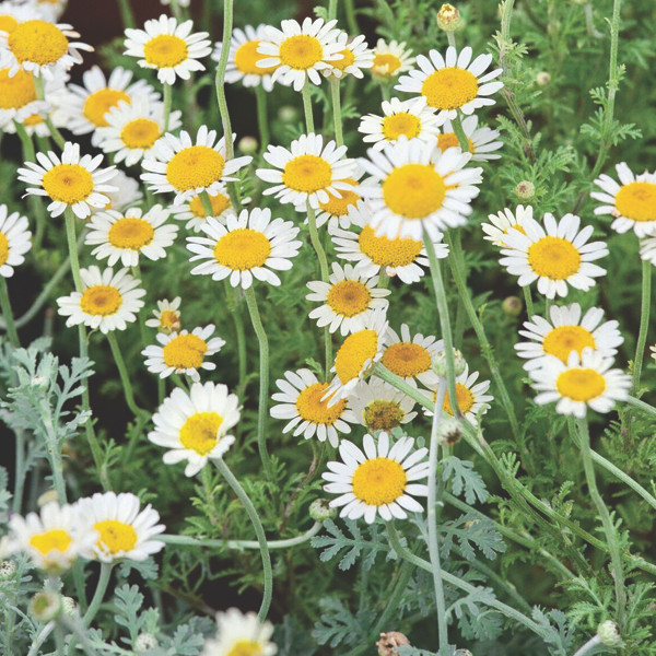Organic German Chamomile
