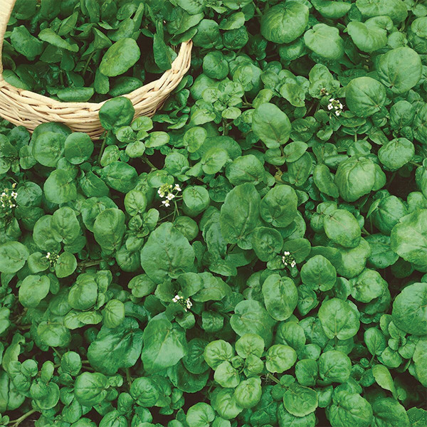 Organic Watercress