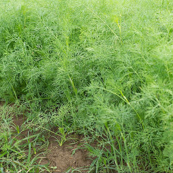 Organic Mammoth Dill