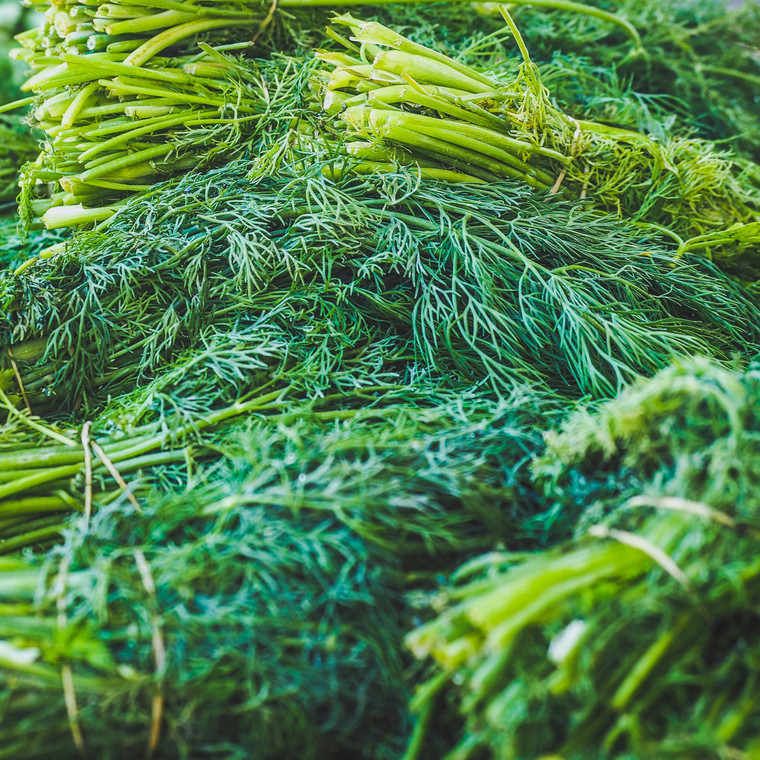 Organic Fernleaf Dill