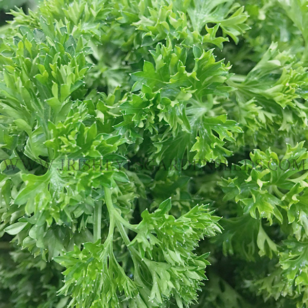 Organic Moss Curled Parsley